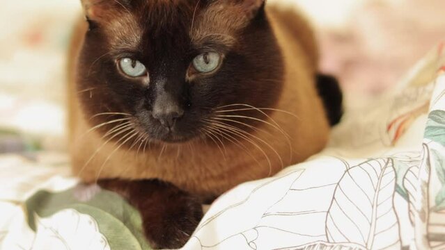 A Siamese cat with blue eyes named Tamerlan looks at the camera and turns his head. The cat sits on the bed and watches the toy