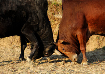 Bullfighting. Flight between a brown bull and a black bull during bullfight in Gorkha, Nepal.