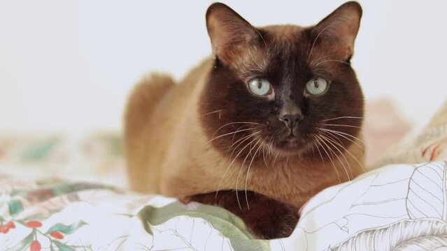 A Siamese cat with blue eyes named Tamerlan looks at the camera and turns his head. The cat sits on the bed and watches the toy
