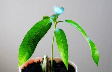 Avocado sprout in a pot. Exotic Plant