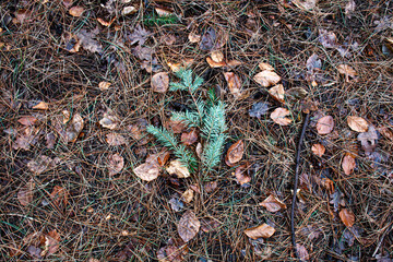 Wet Pine forest floor in the UK