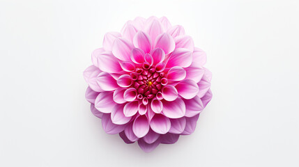 Top view of Dahlia flower on a white background