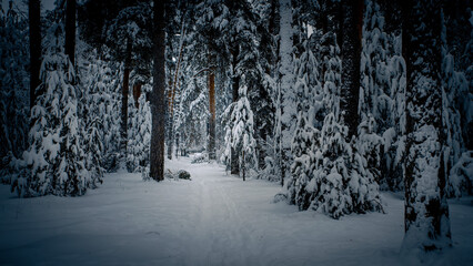 Dark and mistery winter pine forest. Dreamy landscape.