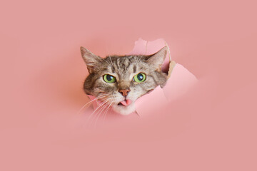 Senior cat shows his tongue in a hole on a pink paper background. A torn studio background and a...