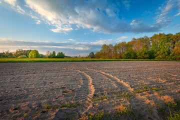 Evening view of a plowed field with traces of agricultural tractor wheels, spring day