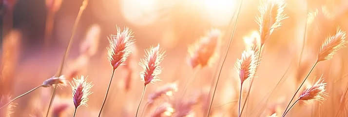 Fotobehang Beautiful meadow with wild flowers over sunset sky. Nature field background with sun flare. Wild grass and flower. Sunny summer or autumn nature backdrop. Peach fuzz - color of the year 2024 © john