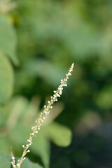 Japanese knotweed flowerw