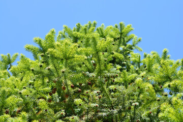 Chinese fir tree against blue sky