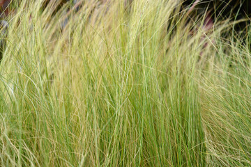 Pony tails grass leaves
