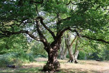 tree in the park