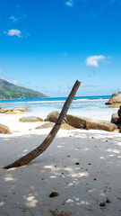 beach with dead palm trees
