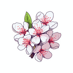 cherry Blossom illustration on White Background