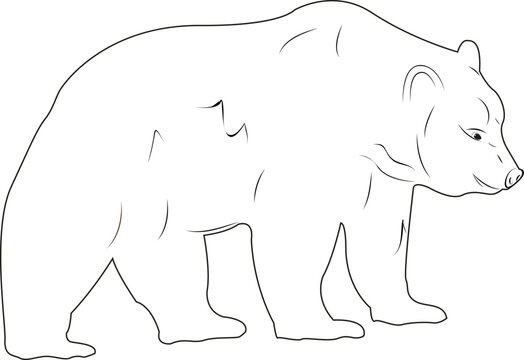 Bear on a white background. Design of greeting cards, posters, patches, prints on clothes, emblems. Natural open spaces. Ecology. Natural open spaces.