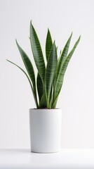 Stock image of a Snake Plant on a white background, tall and slender leaves, minimalist and elegant Generative AI