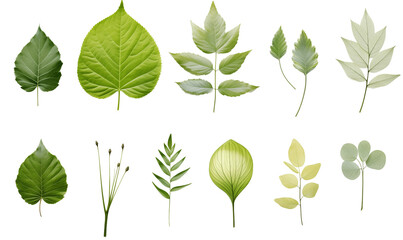 Collection of green leaves isolated on transparent background.  Flat lay, top view. 