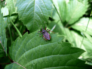 bug on leaf