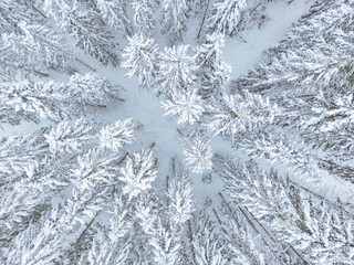 aerial view of forest covered with snow, bird's eye view