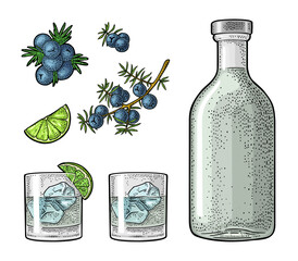 Glass and bottle gin, lime, branch juniper. Vintage vector engraving