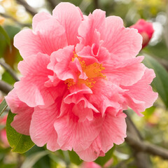 Camelia x hxbrid Francie Detail Blüte