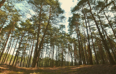 Spring sunny landscape in a pine forest in bright sunlight. Cozy forest space among the pines, dotted with fallen cones and coniferous needles