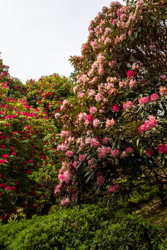 Rhododendron arboreum
