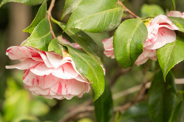 Camelia japonica Principessa Clotilde Detail Blüte