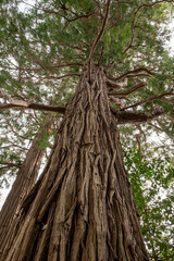 Calocedrus decurrens 'Variegata' Detail Stamm
