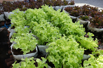 Fresh organic green oak lettuce growing on a natural farm. - 704457992