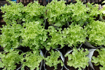 Fresh organic green oak lettuce growing on a natural farm. - 704457996