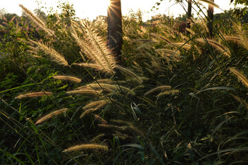 grass flower with sunset evening light background - 704458101