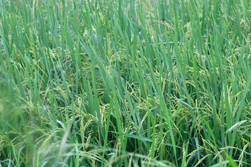 close up of paddy rice - 704458120
