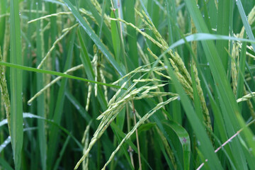 close up of paddy rice