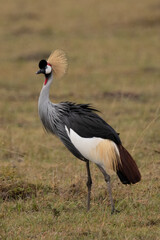 Obraz na płótnie Canvas East African (Grey) Crowned Crane