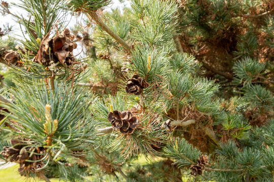 Pinus parviflora Mädchenkiefer Detail Austrieb
