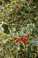 Ilex aquifolium Slver Queen Detail Blatt Frucht