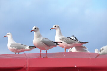 海辺で羽を休める白色の鳥の群れ　クローズアップ　ユリカモメ　