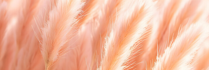 growing pampas grass background with color of the year 2024 peach fuzz - obrazy, fototapety, plakaty