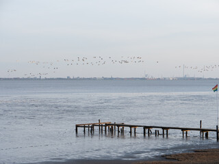 Strand mit V&ouml;geln