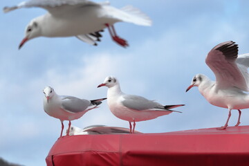 海辺で羽を休める白色の鳥の群れ　クローズアップ　ユリカモメ　