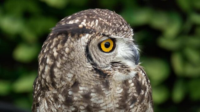 Close up of an African Spotted Eagle Owl.