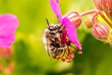Eine Biene bestäubt eine pinke Blume, Makroaufnahme