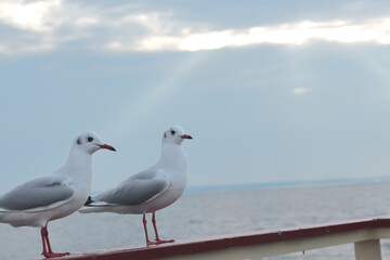 手すりで羽を休める白色の鳥　船の上