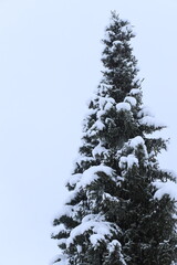 snow covered pine tree 