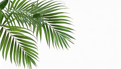 graphic palm and tropical leaves isolated on white background leaves illustration