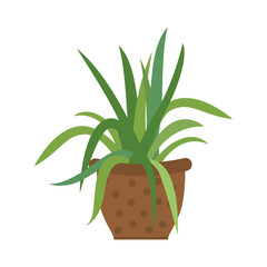 Houseplant in a flower pot. Comfort and coziness in the apartment. Design of greeting cards, posters, patches, prints on clothes, emblems. Plant in a ceramic vase.