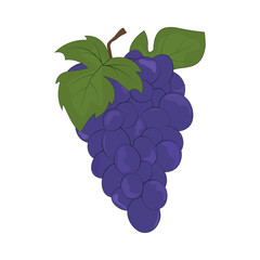 Grape bunch and leaves. Blue grapes. Natural product. Healthy eating and diet. Design of greeting cards, posters, patches, prints on clothes, emblems. Sweet grapes.