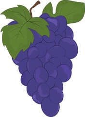 Grape bunch and leaves. Blue grapes. Natural product. Healthy eating and diet. Design of greeting cards, posters, patches, prints on clothes, emblems. Sweet grapes.