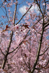 photo, the enchanting beauty of spring unfolds with a blooming sakura or cherry blossom tree. Delicate petals adorn the branches, epitomizing the essence of the season on a bright and beautiful day.