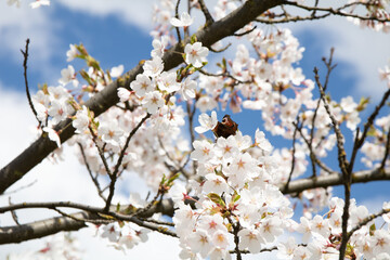 this horizontal photo, of springtime unfolds with the blooming of a flower, symbolizing new life and growth in nature. Against a backdrop of vibrant blue, the delicate petals embody the beauty