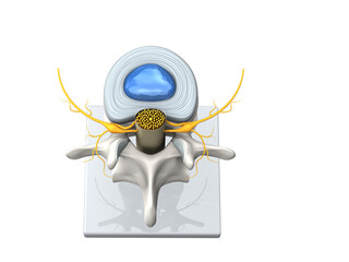 Model of a healthy lumbar vertebra with disc and spinal cord. D Illustration